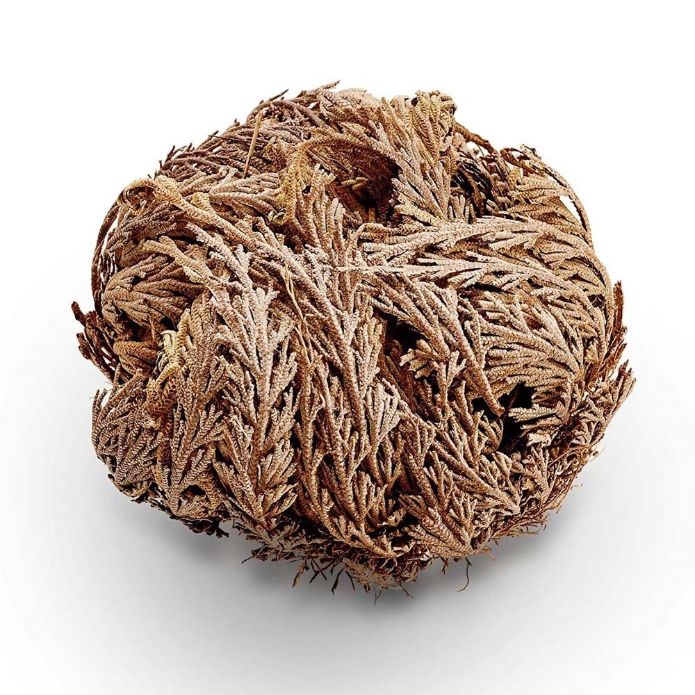 Róża Jerycha (Róża Marii Panny).