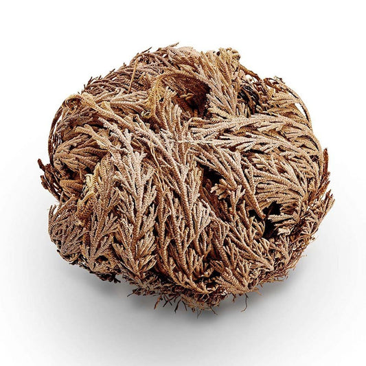 Róża Jerycha (Róża Marii Panny).